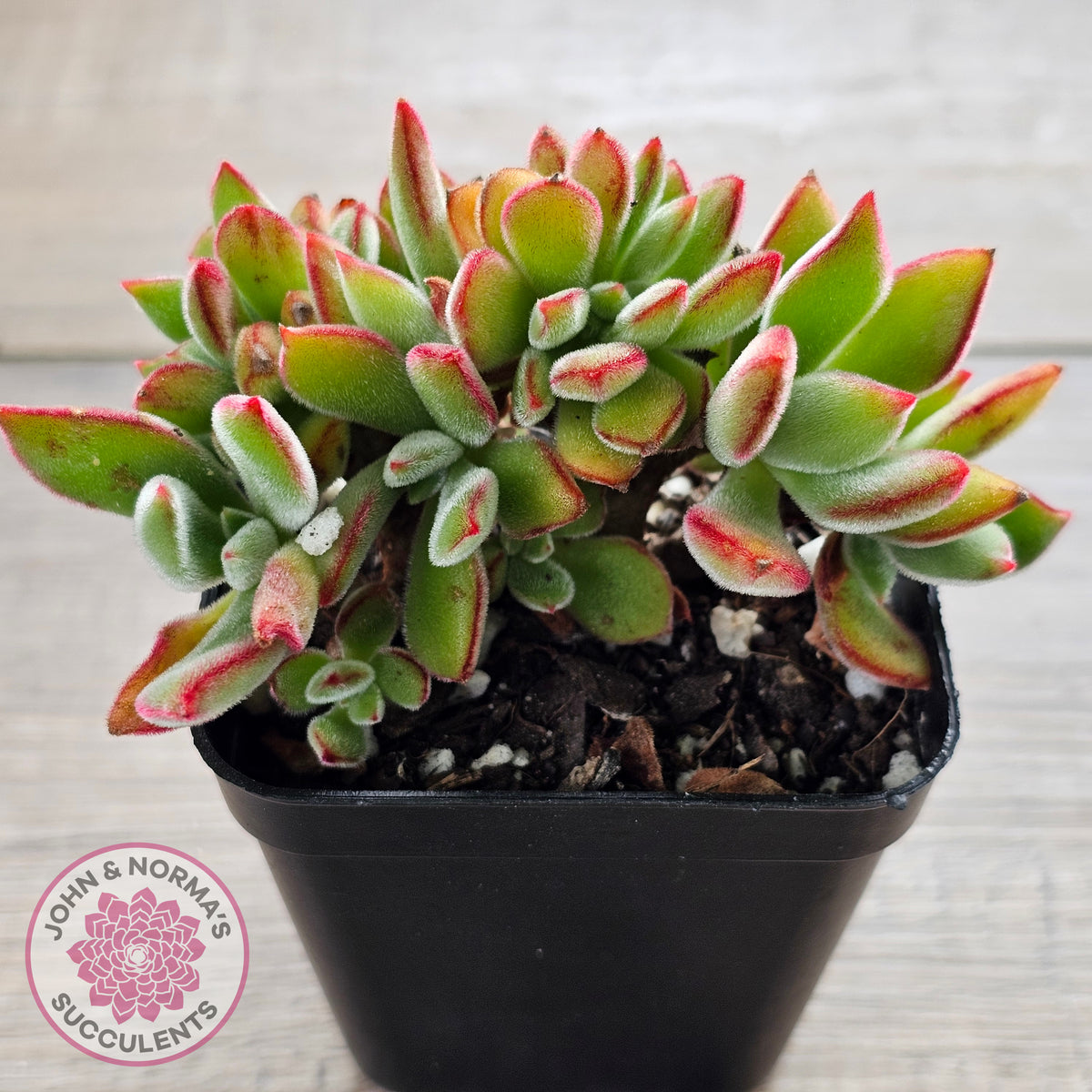 Echeveria pulvinata 'Ruby' Crest