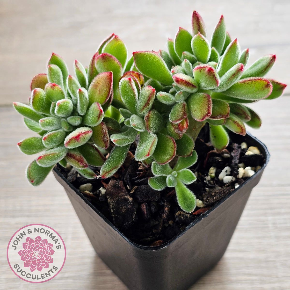 Echeveria pulvinata 'Ruby' Crest