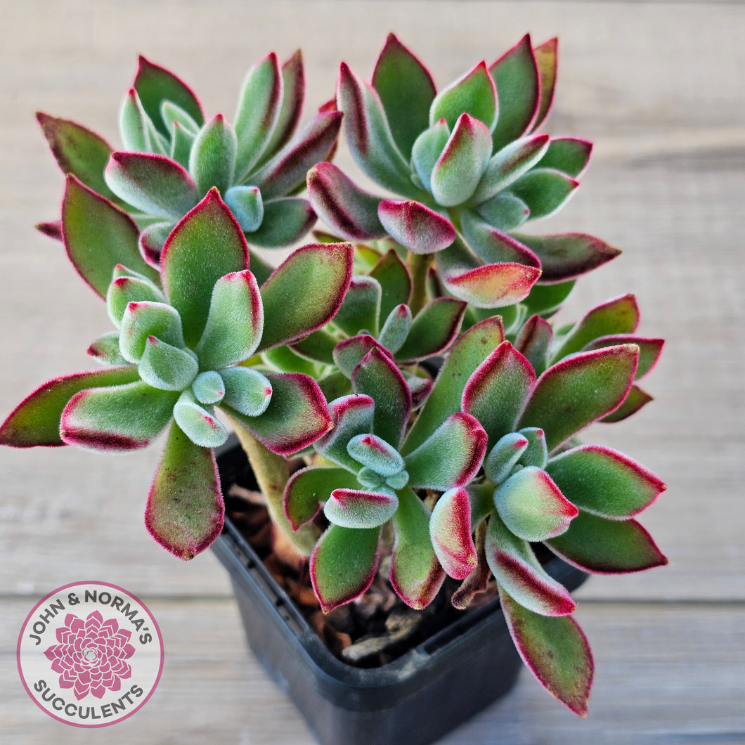 ruby blush succulent Buy Echeveria pulvinata 'Ruby' (multi heads) Australia