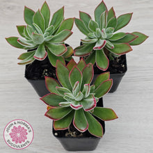 Load image into Gallery viewer, Echeveria pulvinata 'Ruby'
