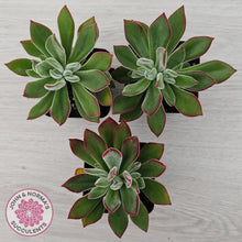 Load image into Gallery viewer, Echeveria pulvinata 'Ruby'
