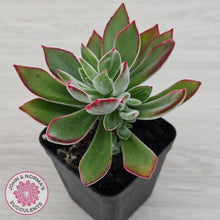 Load image into Gallery viewer, Echeveria pulvinata 'Ruby'
