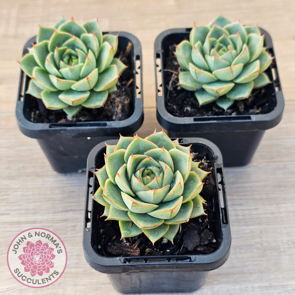 Echeveria purpusorum 'Green Gilva'