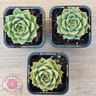 Echeveria purpusorum 'Green Gilva'
