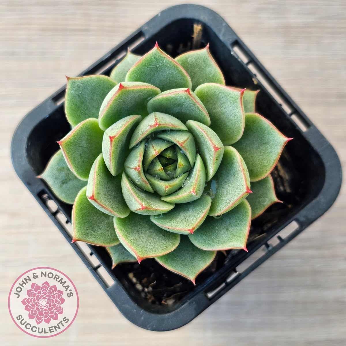 Echeveria purpusorum 'Green Gilva'