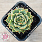 Echeveria purpusorum 'Green Gilva'
