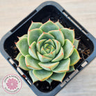 Echeveria purpusorum 'Green Gilva'