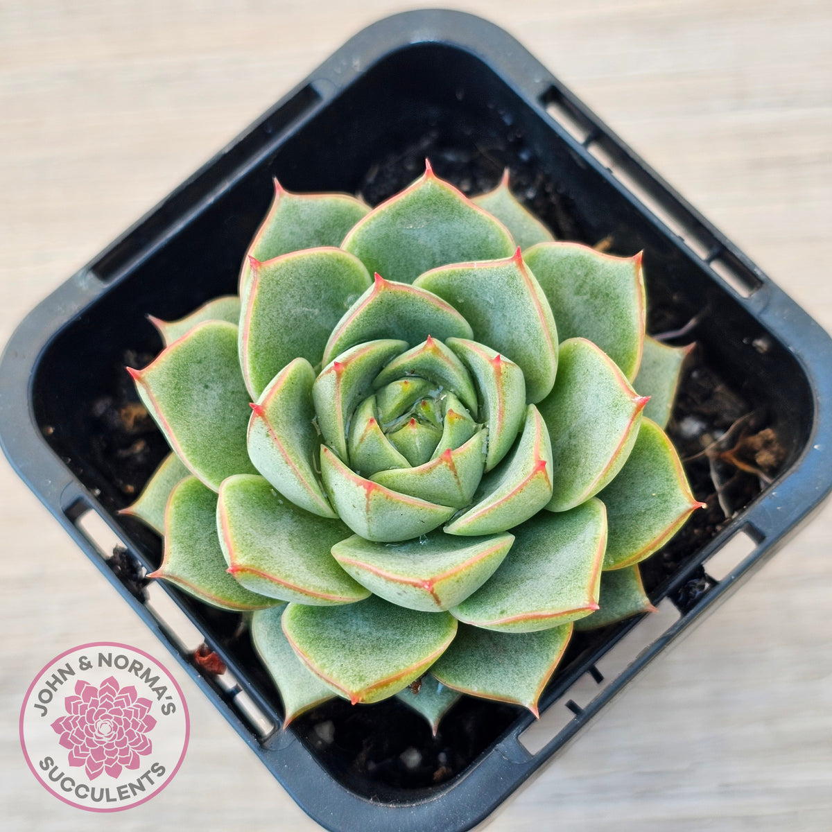 Echeveria purpusorum 'Green Gilva'