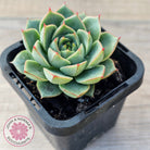 Echeveria purpusorum 'Green Gilva'