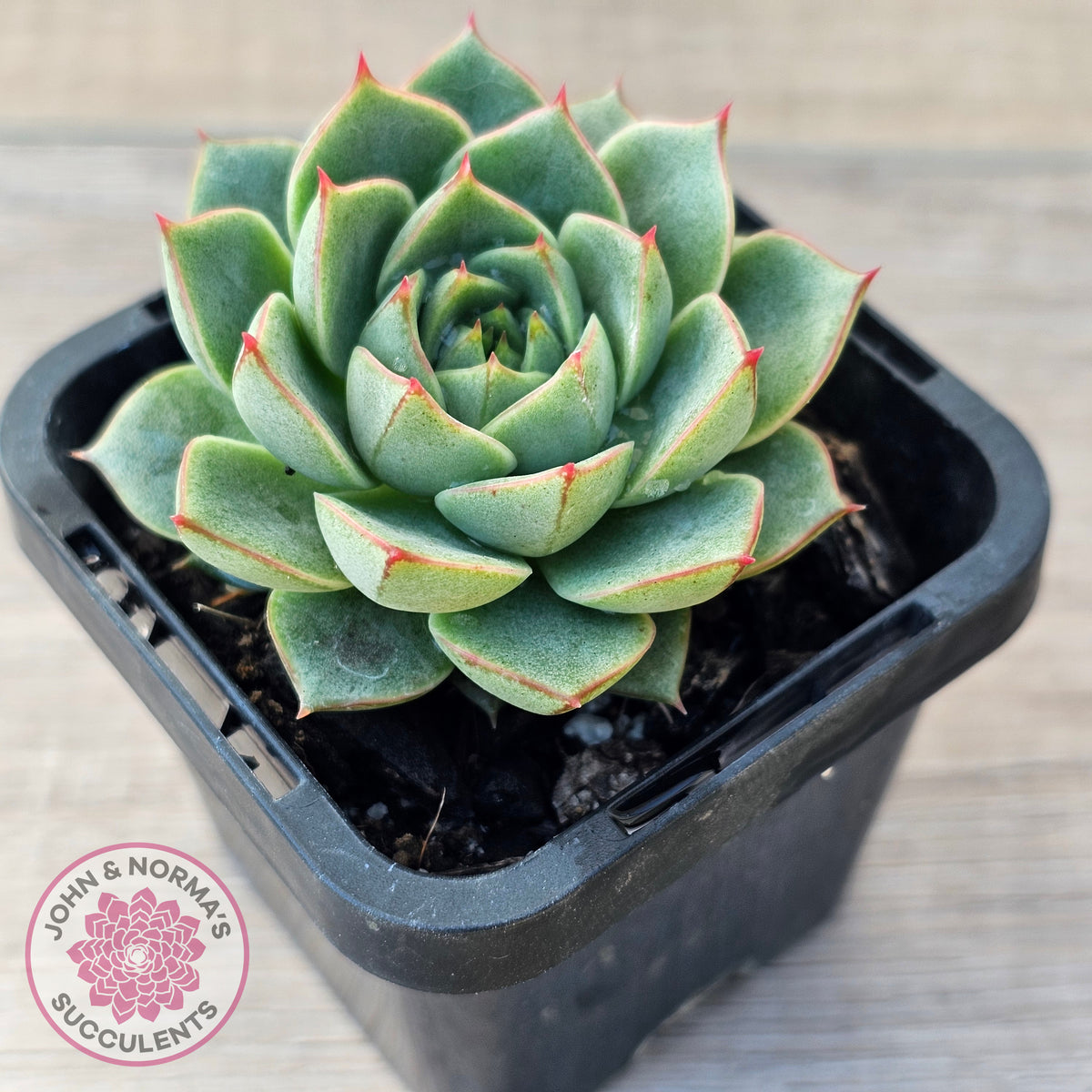 Echeveria purpusorum 'Green Gilva'