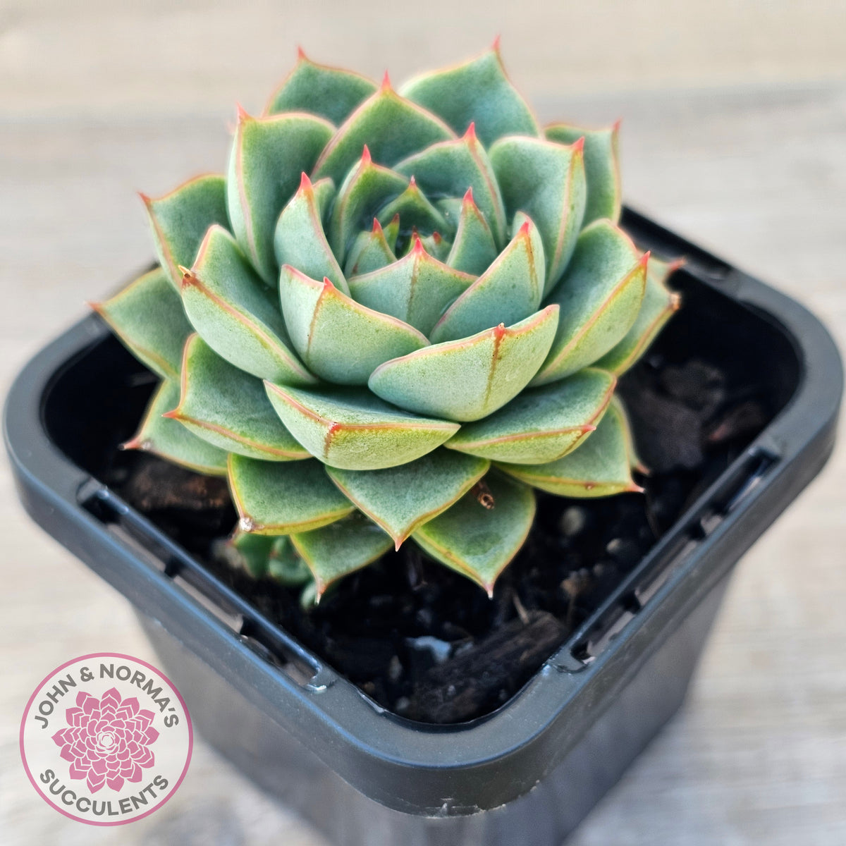 Echeveria purpusorum 'Green Gilva'