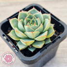 Echeveria purpusorum 'Green Gilva'