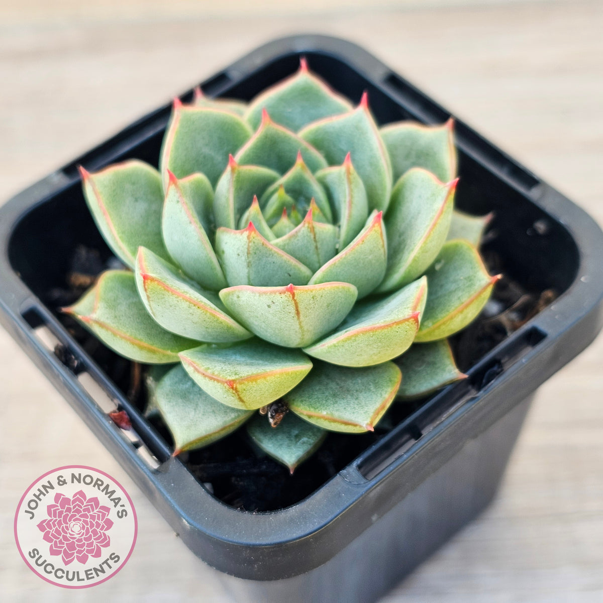 Echeveria purpusorum 'Green Gilva'