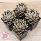 Echeveria purpusorum (Original form)