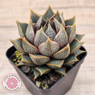 Echeveria purpusorum (Original form)