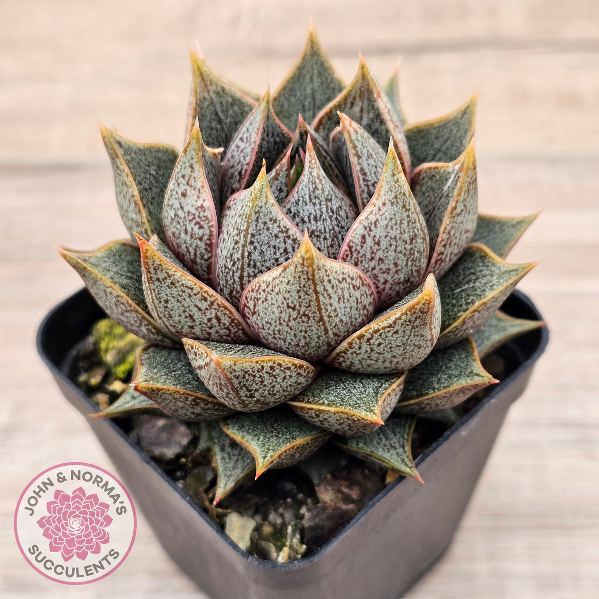 Echeveria purpusorum (Original form)