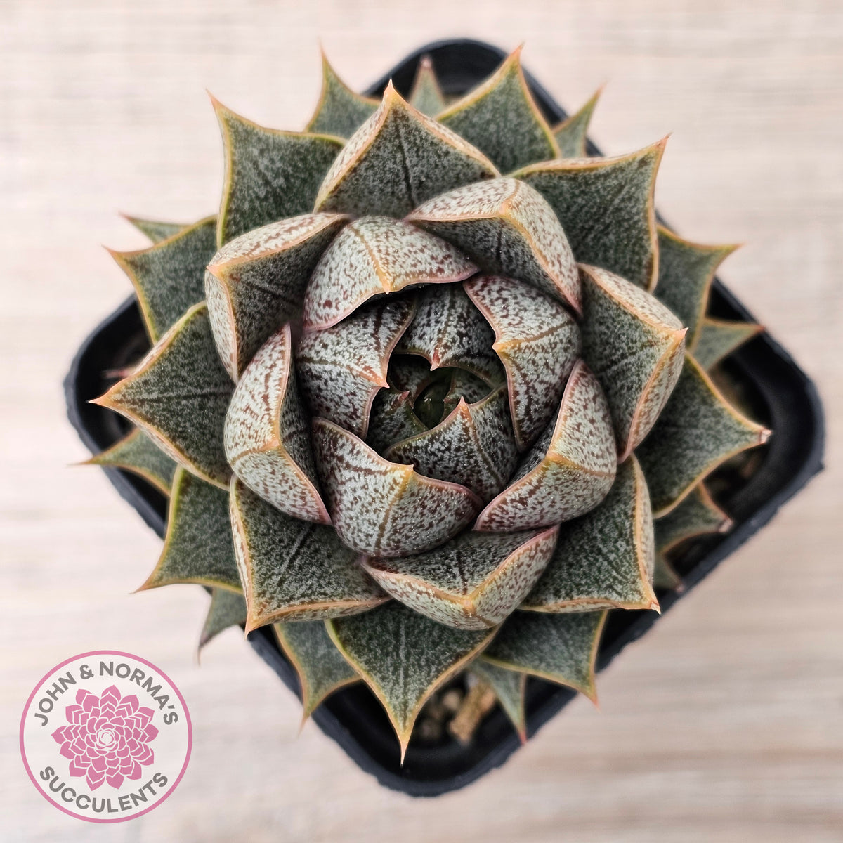 Echeveria purpusorum (Original form)