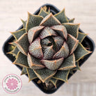 Echeveria purpusorum (Original form)