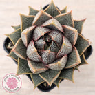 Echeveria purpusorum (Original form)
