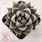 Echeveria purpusorum (Original form)