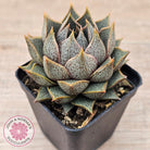 Echeveria purpusorum (Original form)