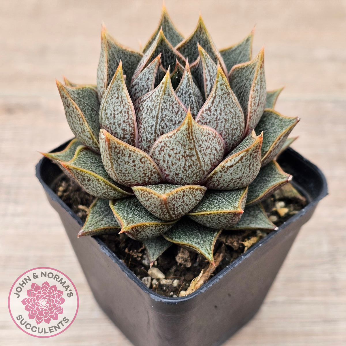Echeveria purpusorum (Original form)