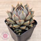 Echeveria purpusorum (Original form)