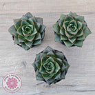 Echeveria purpusorum