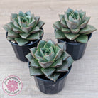 Echeveria purpusorum