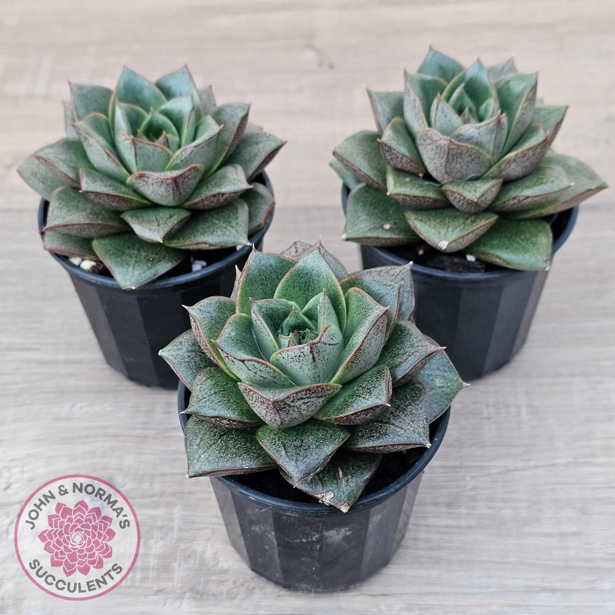 Echeveria purpusorum
