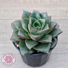 Echeveria purpusorum