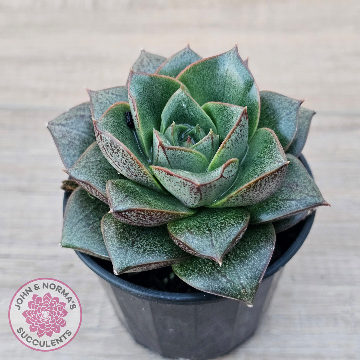 Echeveria purpusorum