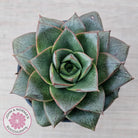 Echeveria purpusorum