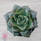 Echeveria purpusorum