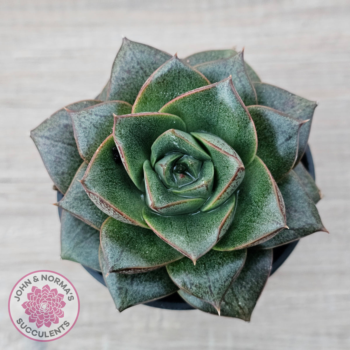 Echeveria purpusorum