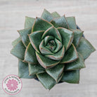 Echeveria purpusorum