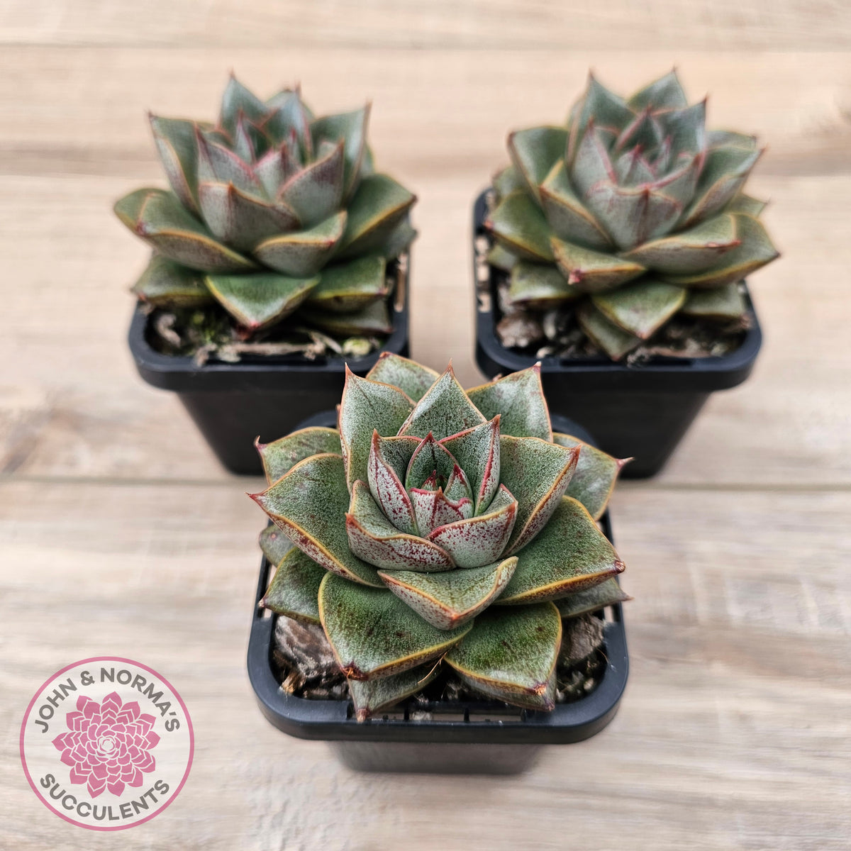 Echeveria purpusorum politomica