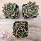 Echeveria purpusorum politomica