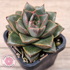 Echeveria purpusorum politomica