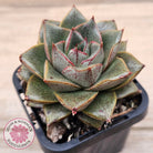 Echeveria purpusorum politomica