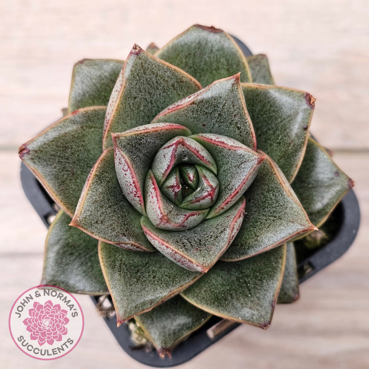 Echeveria purpusorum politomica