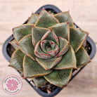 Echeveria purpusorum politomica
