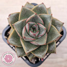 Echeveria purpusorum politomica