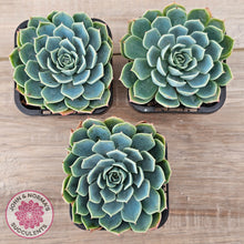 Load image into Gallery viewer, Echeveria secunda &#39;Glauca&#39;
