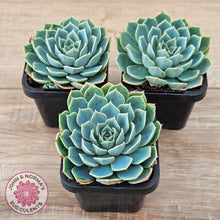 Load image into Gallery viewer, Echeveria secunda &#39;Glauca&#39;
