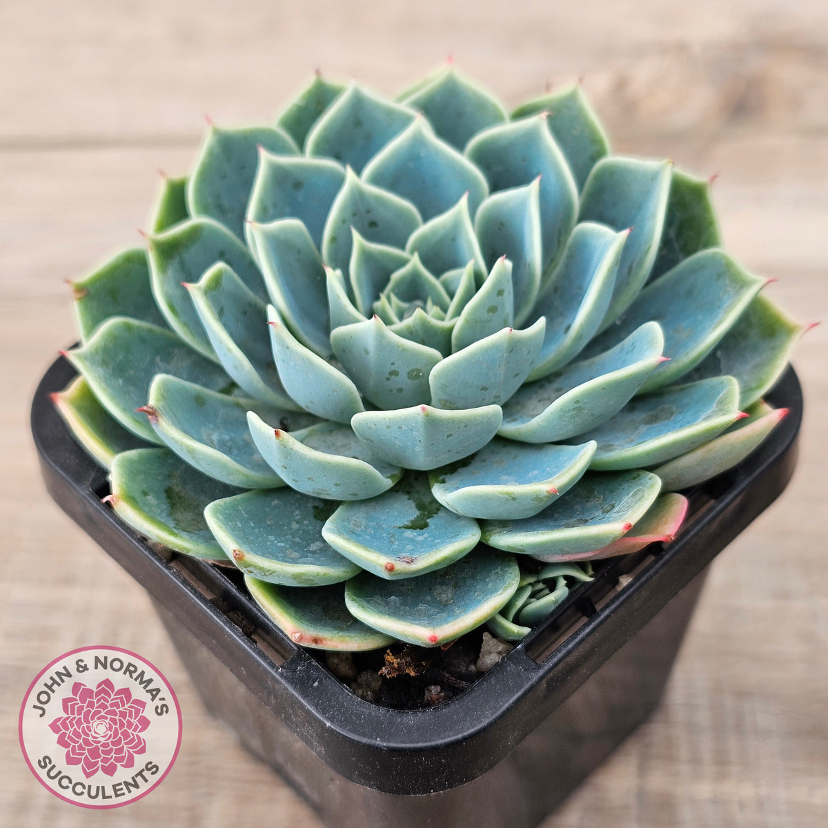 Echeveria secunda 'Glauca'