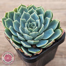 Echeveria secunda 'Glauca'