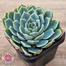 Load image into Gallery viewer, Echeveria secunda &#39;Glauca&#39;
