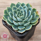 Echeveria secunda 'Glauca'