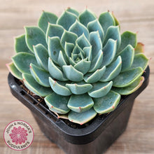 Load image into Gallery viewer, Echeveria secunda &#39;Glauca&#39;
